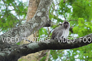 Monkeys in the forest in Bali.