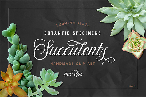 Succulents - Real Botanic Specimens