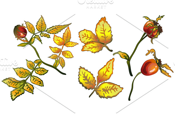 Vector autumn yellow rose hip plant 