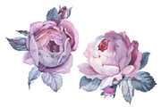 Two pink roses PNG watercolor set
