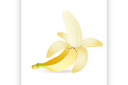 Vector Realistic banana