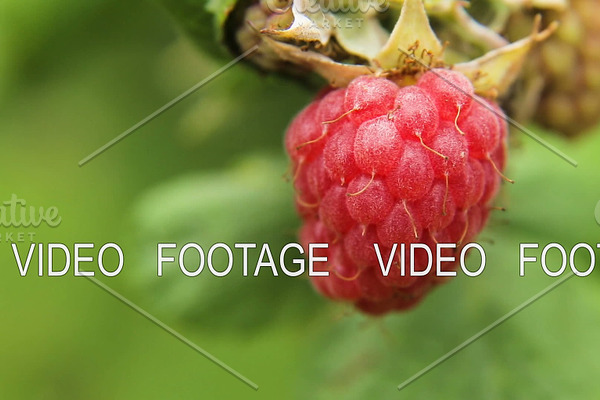 Close up of ripe raspberry.