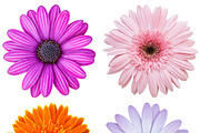 set of colorful flower