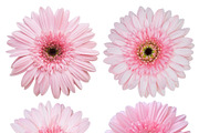 set of pink gerbera flower