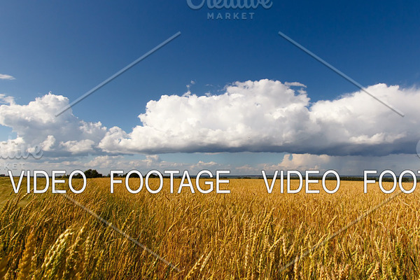 Golden wheat field,clouds, blue sky