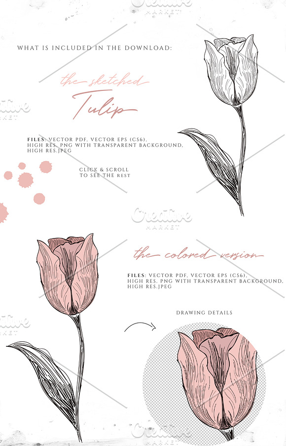 VINTAGE TULIP ILLUSTRATION in Illustrations - product preview 1