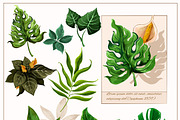 Tropical rainforest plants leaves