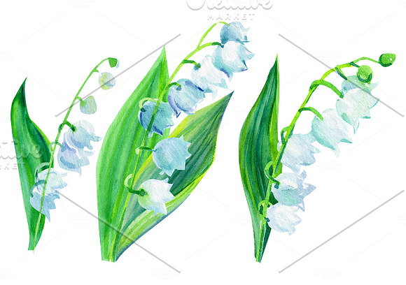 Violets and lily of the valley in Illustrations - product preview 8
