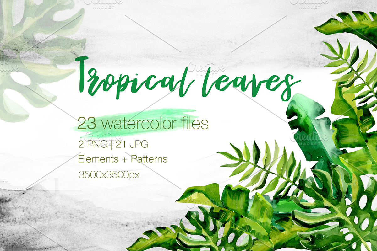 Succulent Tropical leaves PNG set in Illustrations - product preview 8