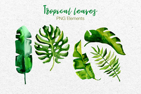 Succulent Tropical leaves PNG set in Illustrations - product preview 3