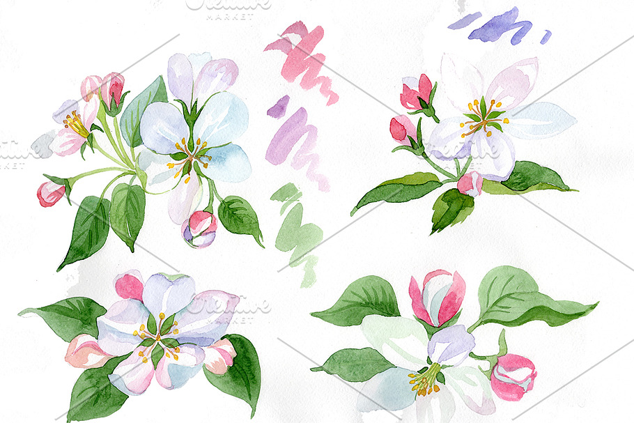 Apple blossom PNG watercolor set