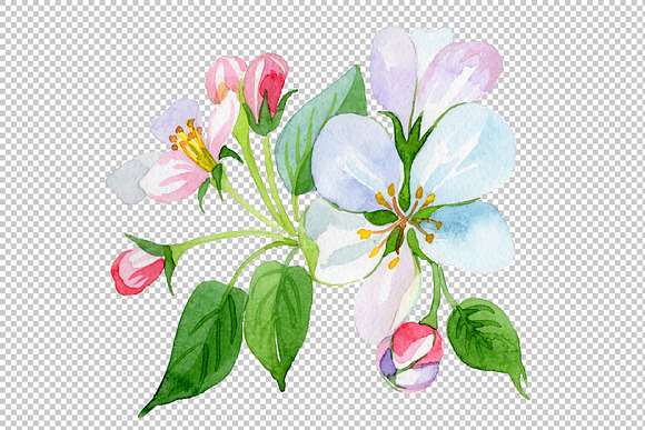 Apple blossom PNG watercolor set in Illustrations - product preview 5