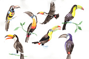 Tropical bird toucan PNG watercolor 