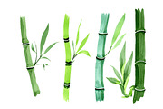 Bamboo tropic plant PNG watercolor