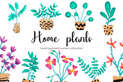 Home Plants in Pots