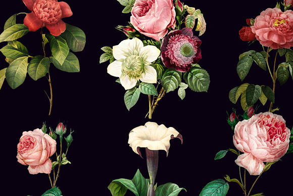 Vintage Flower Illustrations Bundle in Objects - product preview 6