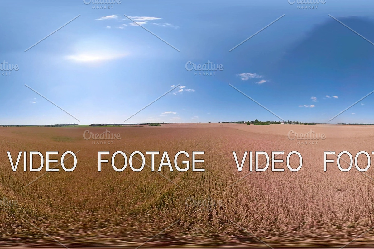 Yellow wheat field VR360 in Graphics - product preview 8