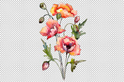 Bouquet of red poppies PNG set