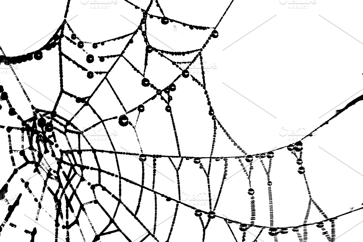 Spider Web Graphic Silhouette in Illustrations - product preview 8