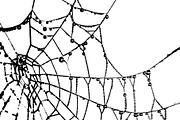Spider Web Graphic Silhouette