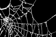 Spider Web Graphic Silhouette