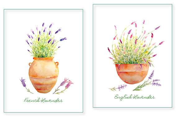 Watercolor Clipart Lavenders Herb in Illustrations - product preview 1