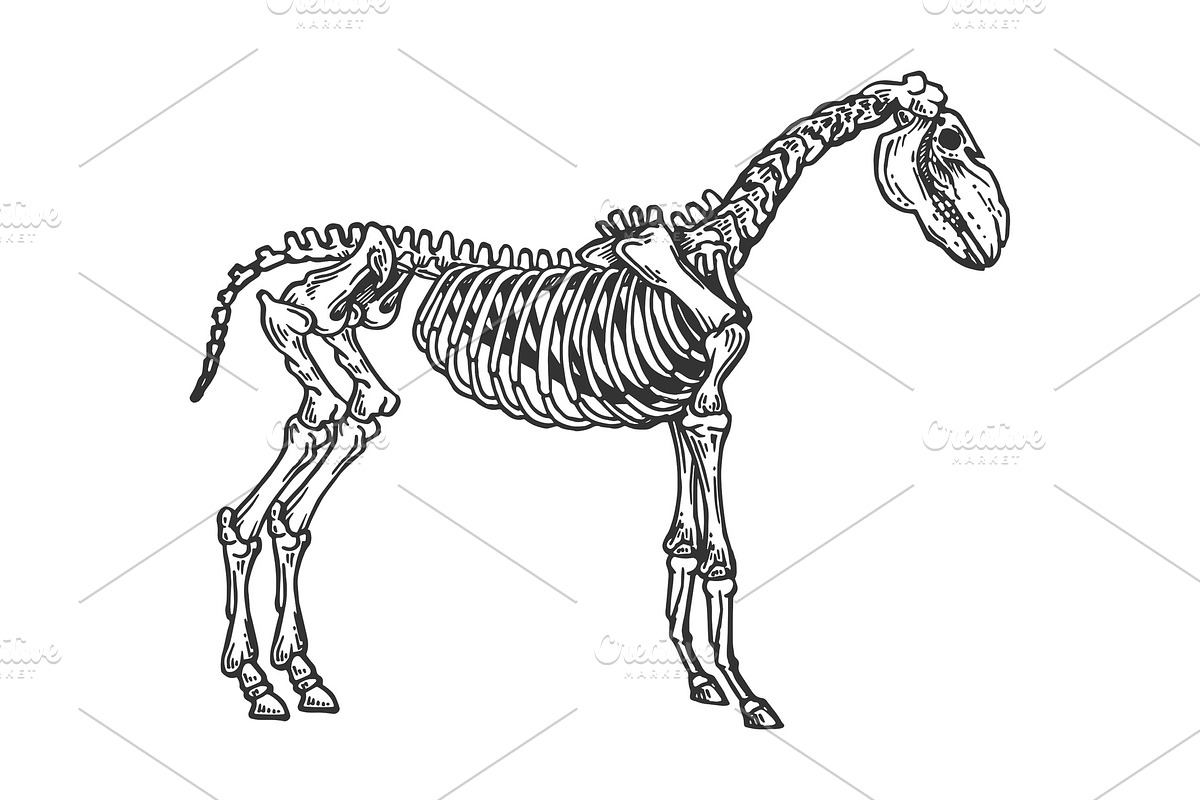 Horse animal skeleton engraving in Illustrations - product preview 8