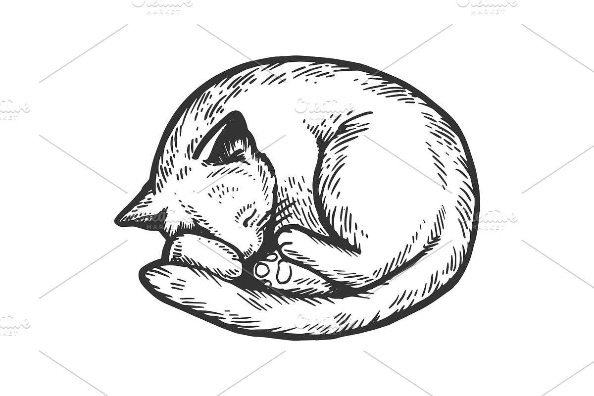 Sleeping cat engraving vector in Illustrations - product preview 8