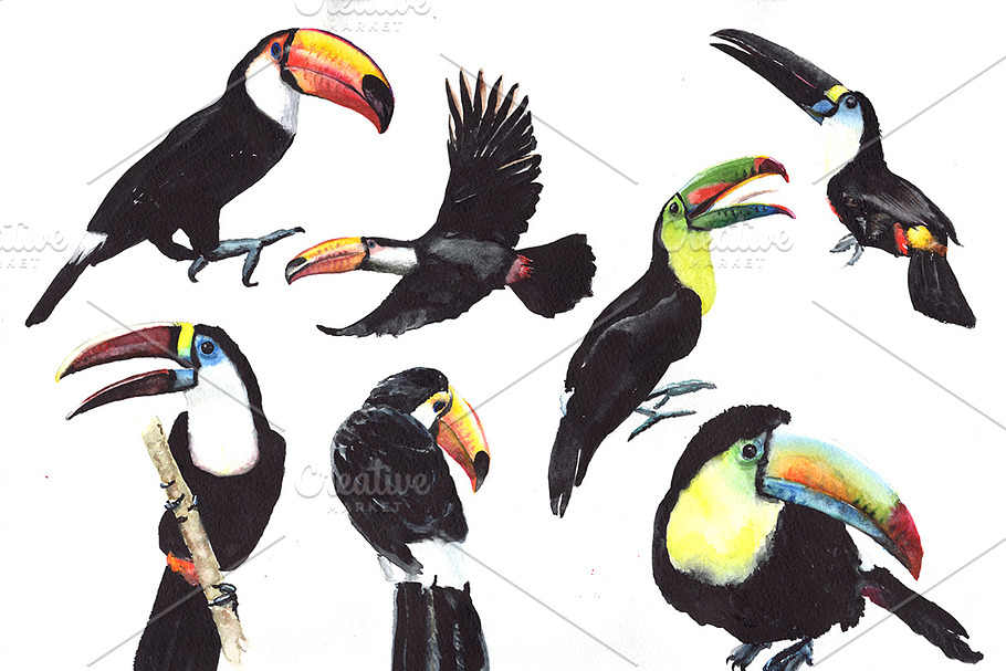 Tropical toucan PNG watercolor bird  in Illustrations - product preview 8