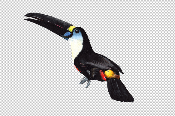 Tropical toucan PNG watercolor bird  in Illustrations - product preview 1
