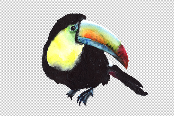 Tropical toucan PNG watercolor bird  in Illustrations - product preview 2