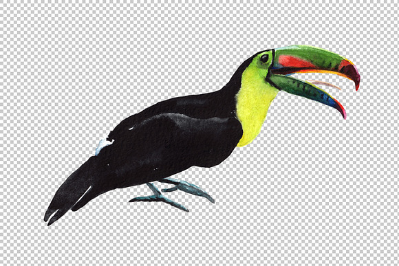 Tropical toucan PNG watercolor bird  in Illustrations - product preview 3