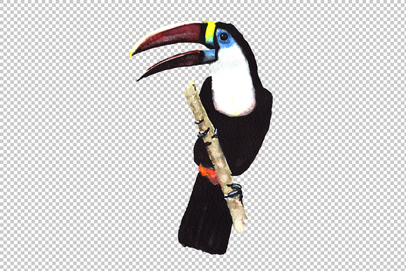 Tropical toucan PNG watercolor bird  in Illustrations - product preview 4