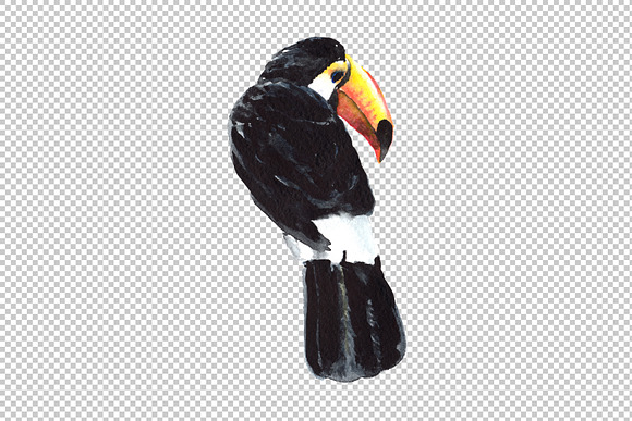 Tropical toucan PNG watercolor bird  in Illustrations - product preview 5
