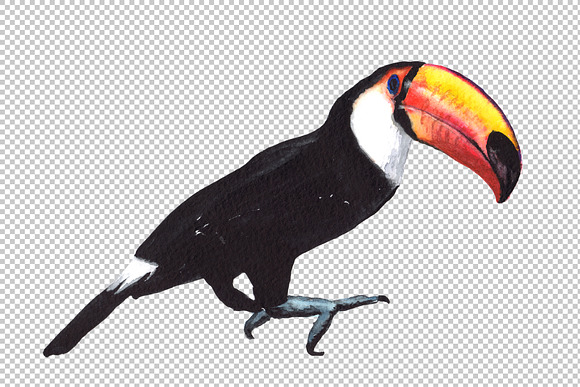 Tropical toucan PNG watercolor bird  in Illustrations - product preview 6
