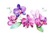 Branch of purple orchids PNG set