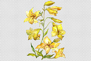 Bouquet of yellow lilies PNG set