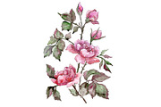 Elegant bouquet of pink rose PNG set