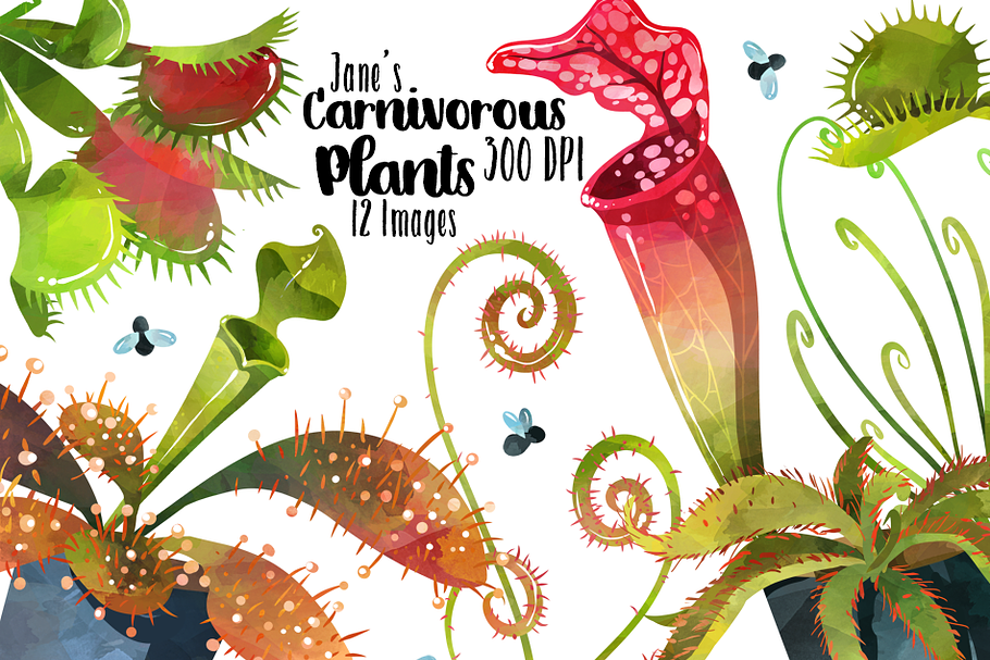 Watercolor Carnivorous Plant Clipart