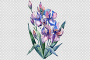 Bouquet of violet irises PNG set