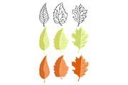Leaves illustrations