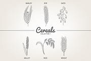 12 Cereals - illustration & patterns
