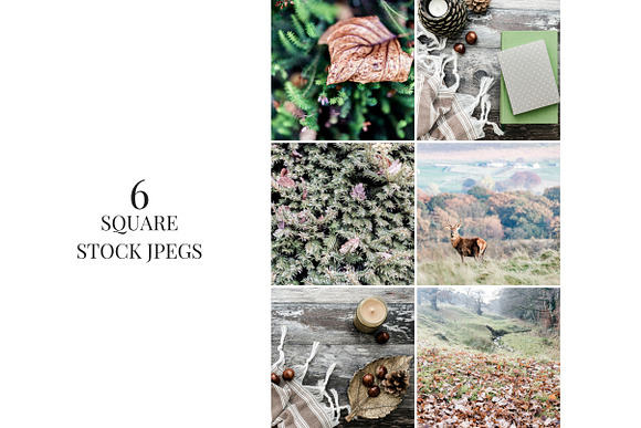 Autumn Woodlands in Social Media Templates - product preview 5