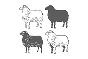 Domestic Animal Sheep Design Element