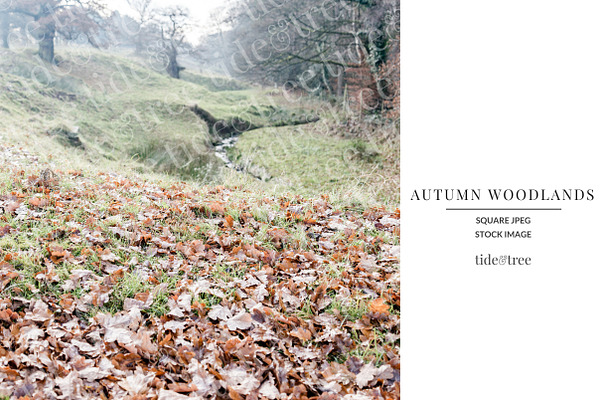 Autumn Woodlands | Square No 9