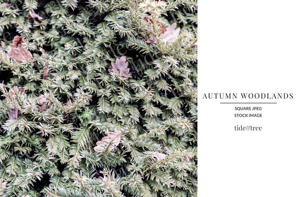 Autumn Woodlands | Square No 8