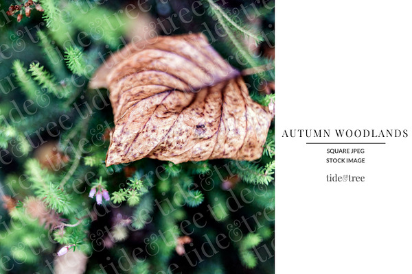 Autumn Woodlands | Square No 7