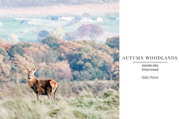 Autumn Woodlands | Square No 6
