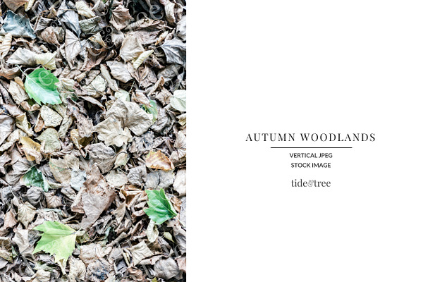 Autumn Woodlands | Vertical No 8