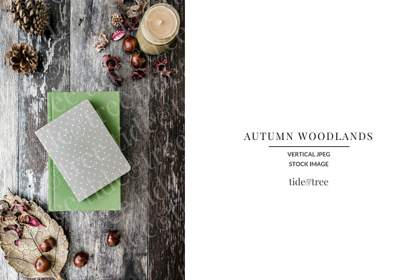 Autumn Woodlands | Vertical No 1